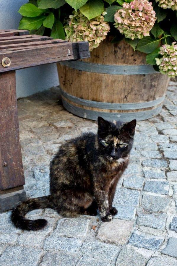 Weingut Breitenfelder Retz Zewnętrze zdjęcie